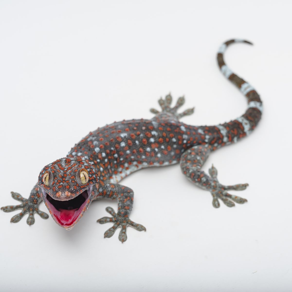 Lizard