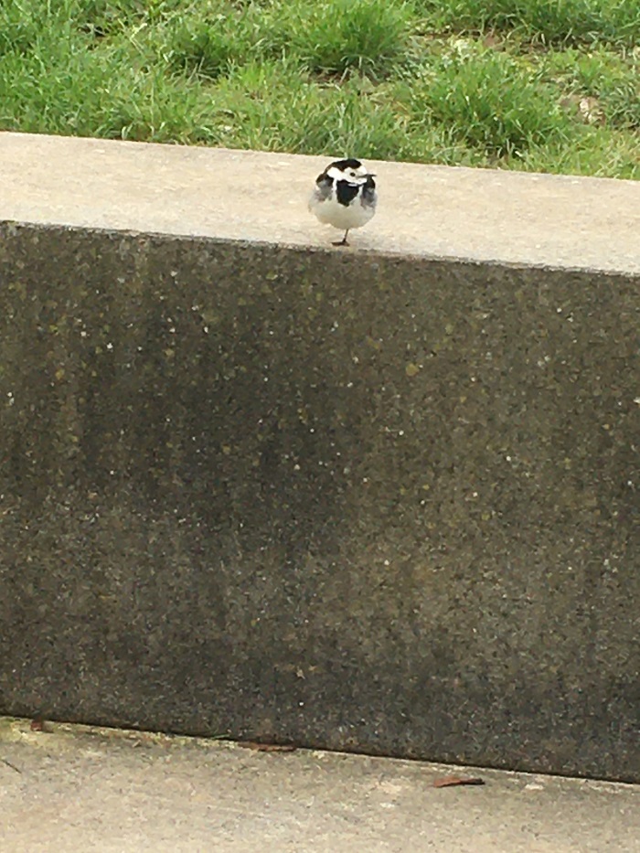 Wagtail
